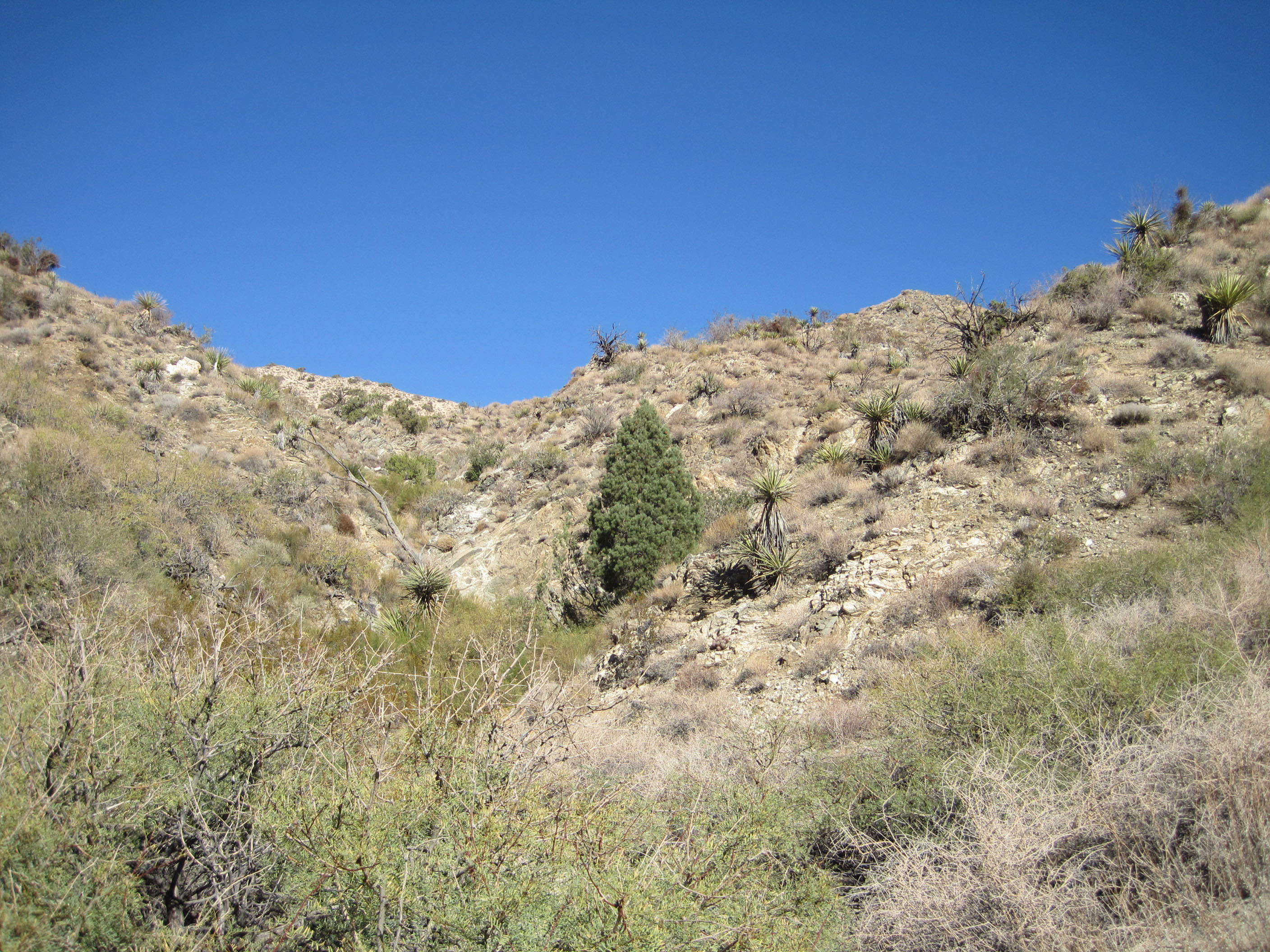 Pinyon Pine Alone