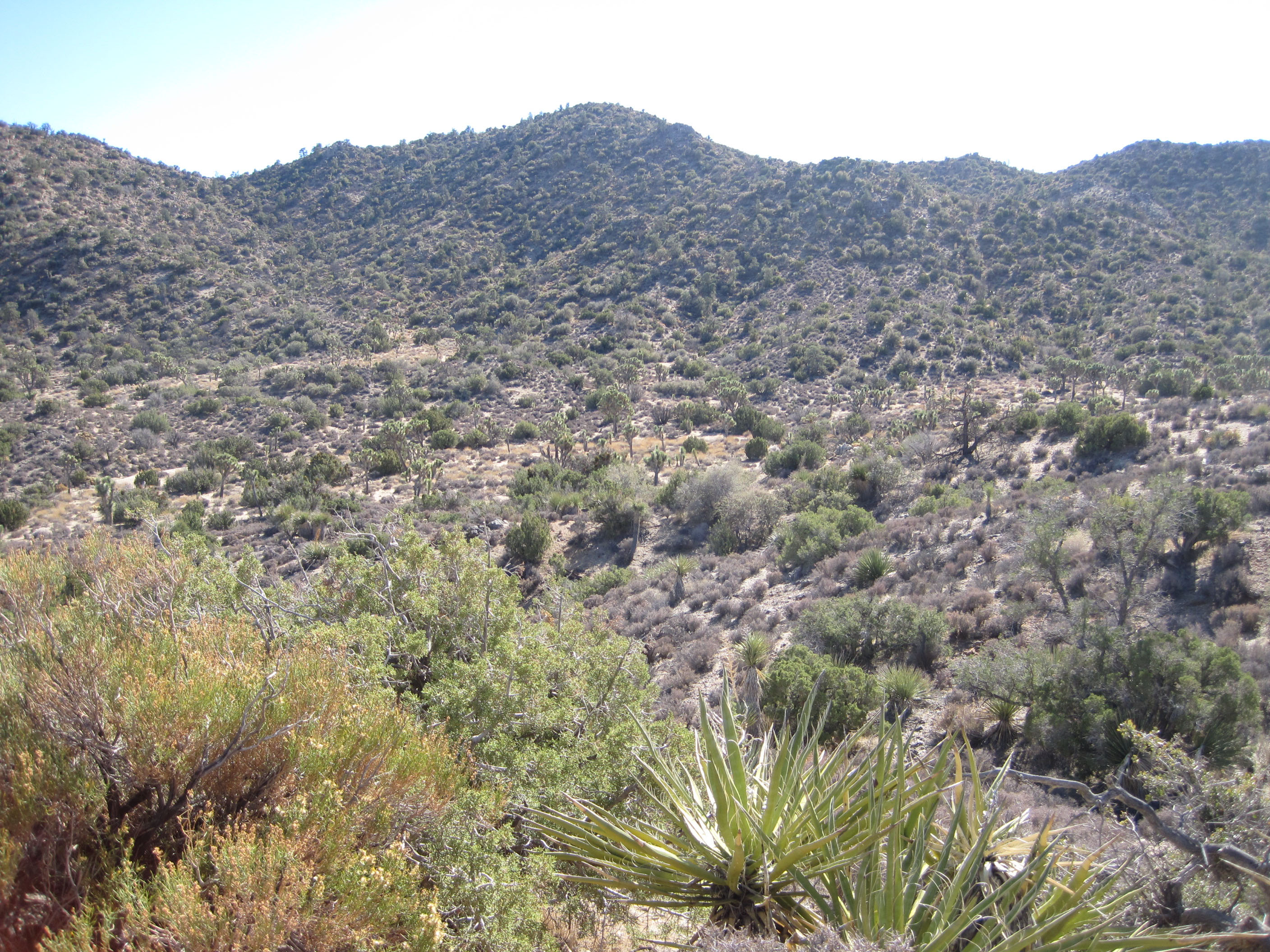 Typical High Desert