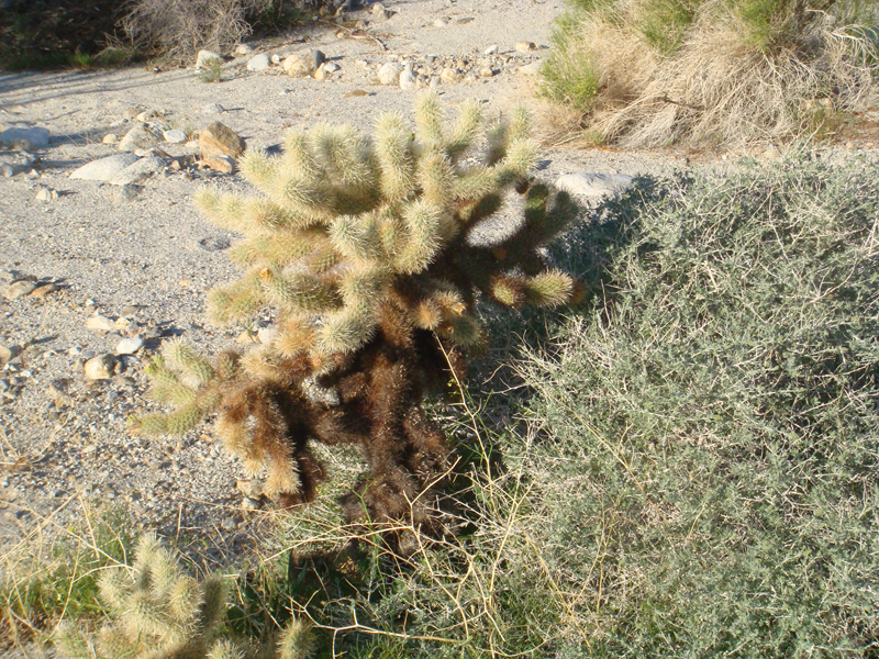 Anza Borrego #1 Mar 09