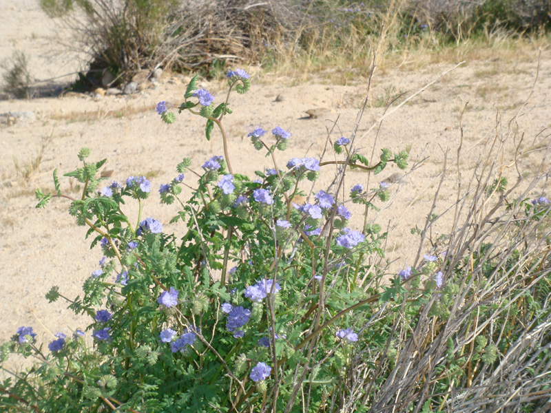 Anza Borrego #10 Mar 09