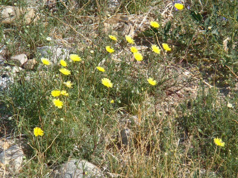 Anza Borrego #11 Mar 09