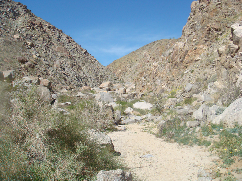 Anza Borrego #12 Mar 09