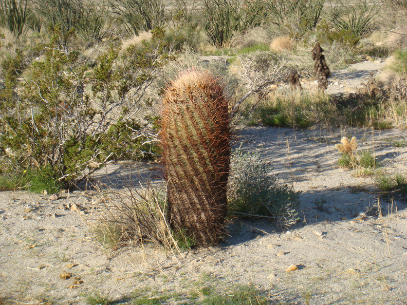 Anza Borrego #2 Mar 09