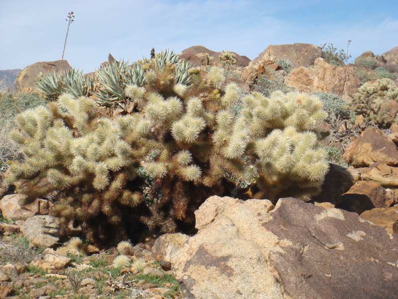 Anza Borrego #23 Mar 09