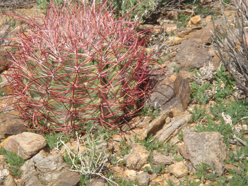 Anza Borrego #25 Mar 09