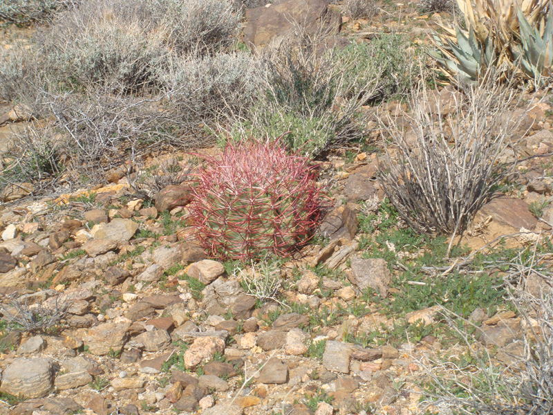 Anza Borrego #26 Mar 09