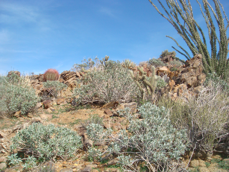 Anza Borrego #27 Mar 09