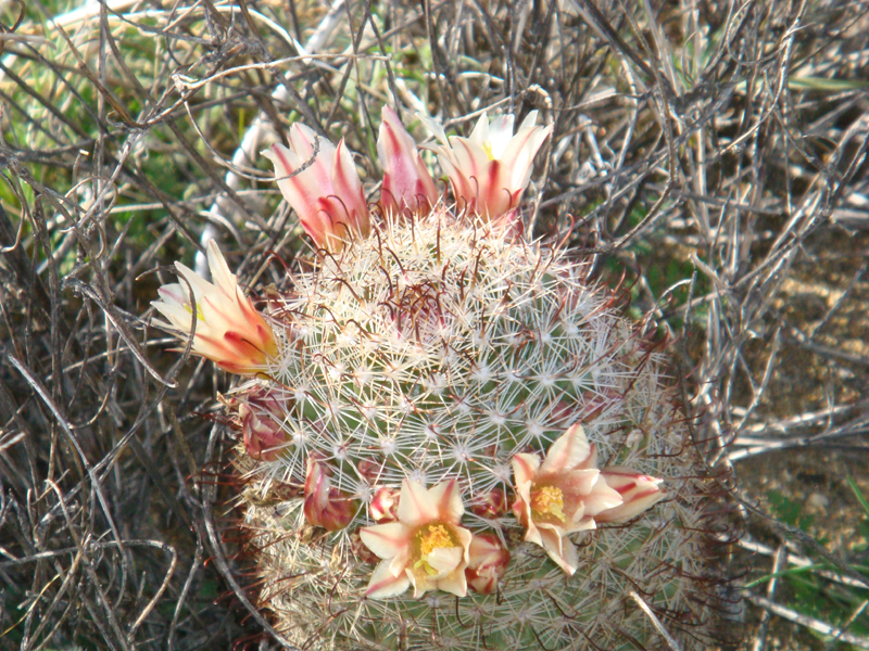 Anza Borrego #28 Mar 09