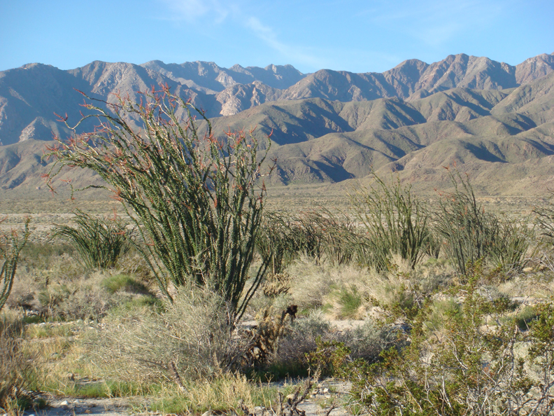 Anza Borrego #3 Mar 09