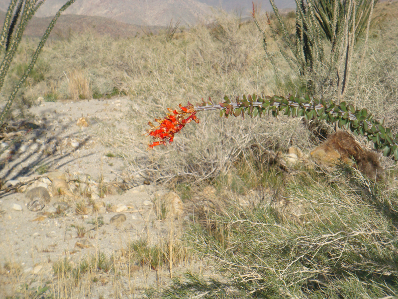 Anza Borrego #4 Mar 09