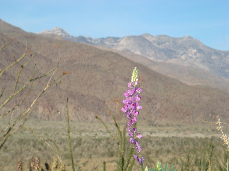 Anza Borrego #5 Mar 09