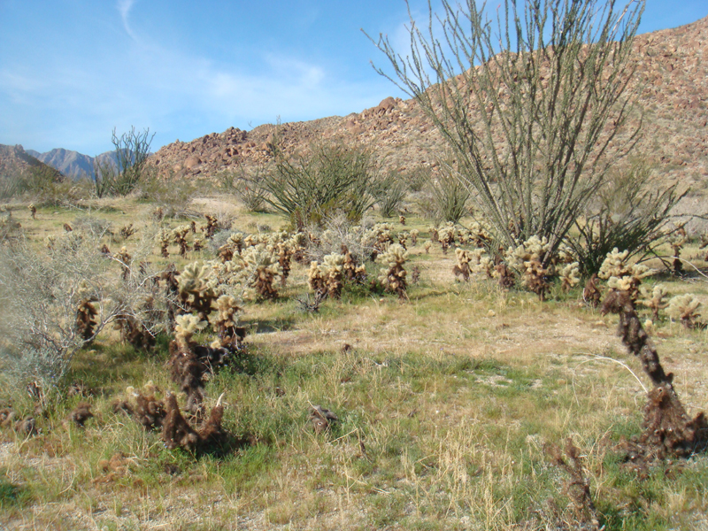 Anza Borrego #7 Mar 09