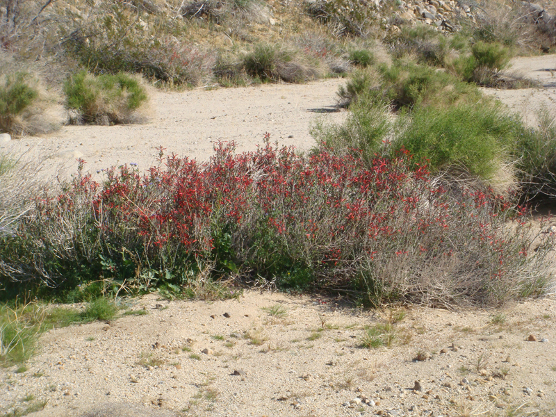 Anza Borrego #9 Mar 09