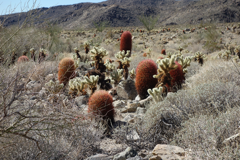 barrell cactus