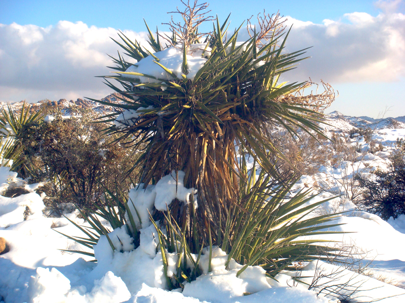 Anza Borrego #3 Dec 08