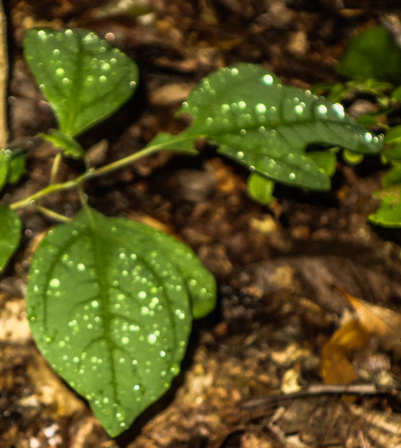 rain drops 2