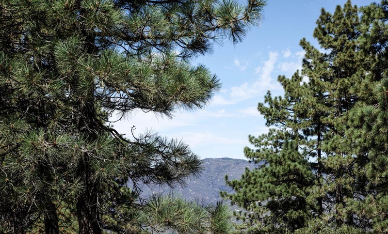 I never tire of the smell of pine and fir trees. The view is great too.