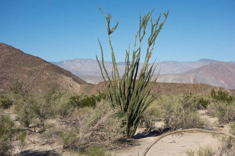 Anaza Borrego Oct 2013-1-4