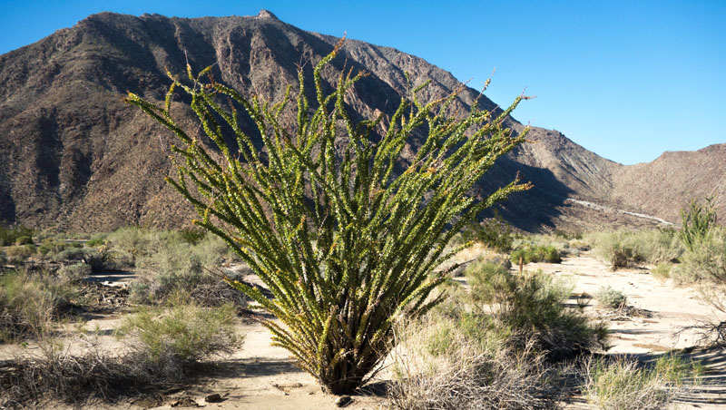 Anaza Borrego Oct 2013-1-6