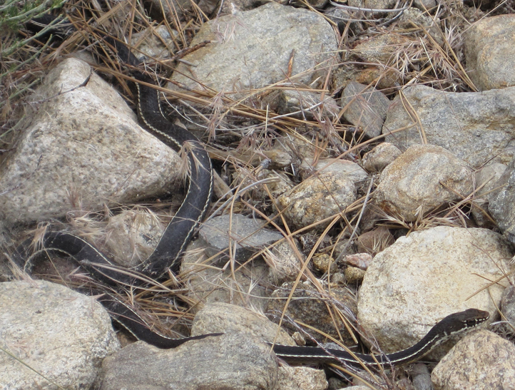 two-striped garter snake