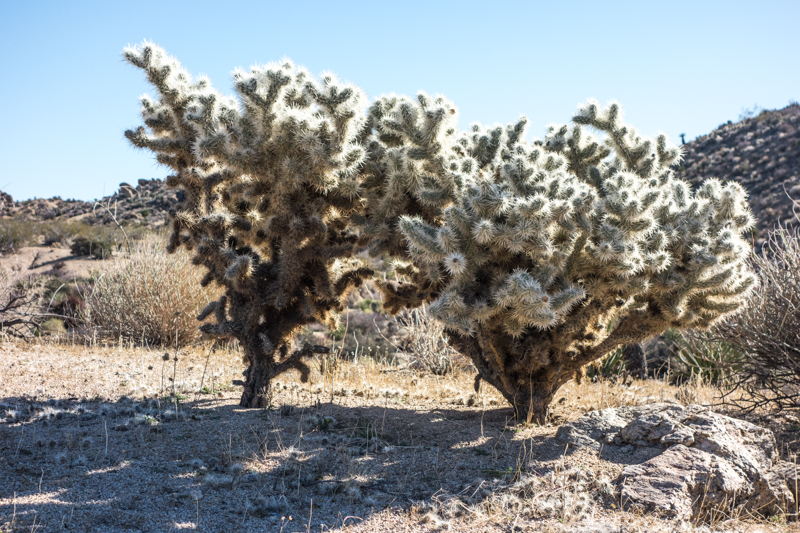 Joshua Tree Jan 2014-4