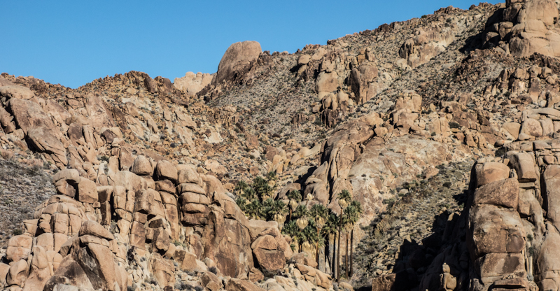 Joshua Tree Jan 2014-5