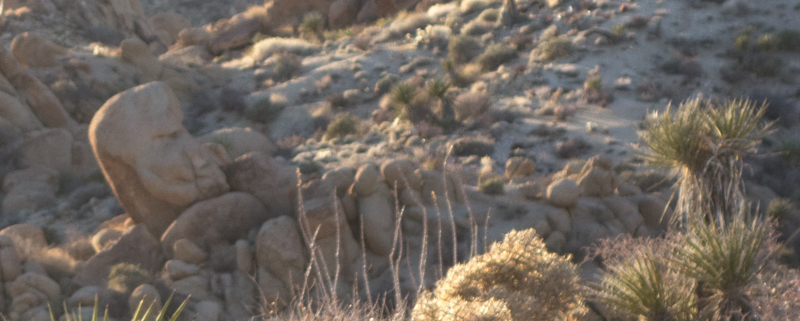 Joshua Tree Jan 2014-7