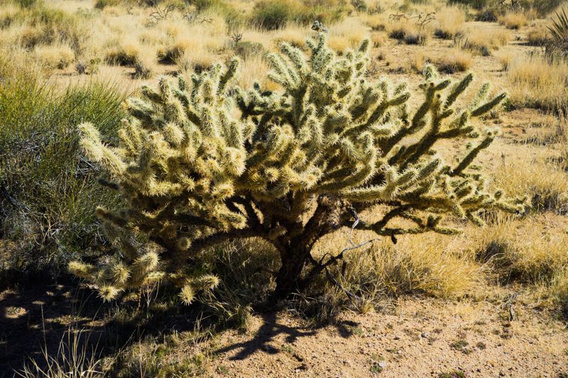 Mojave Feb 2014-1-8