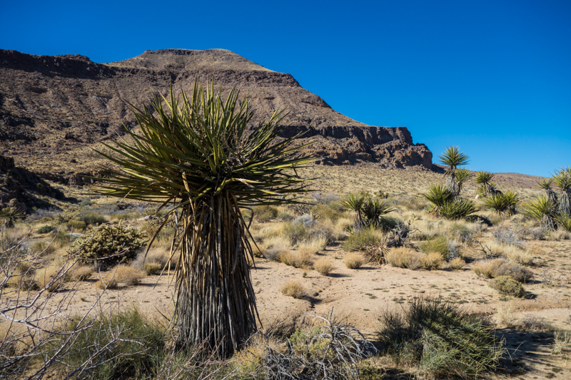 Mojave Feb 2014 (1 of 1)-3