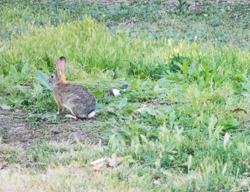 Also had lots of rabbits to entertain us.