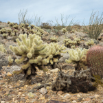 Anza Borrego Cholla Cactus & Ocotillo