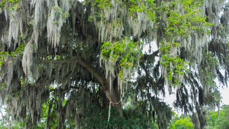 2015-05-06 Moss on Oak Tree