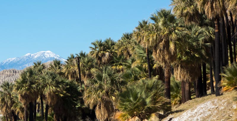 Mt.-San-Gorgonio-and-Palms