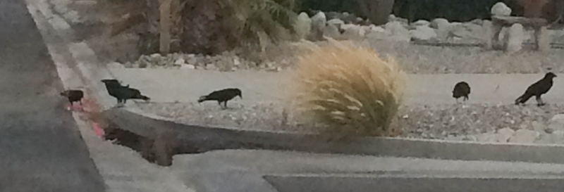 Even the ravens dislike the heat -- several took a break from the heat to gather around this puddle at the end of our street