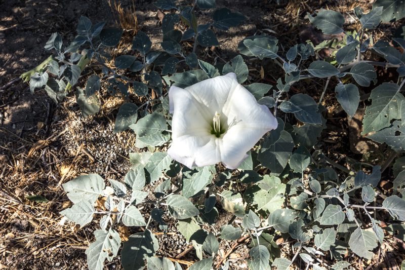 day walks on trails have many interesting things to see