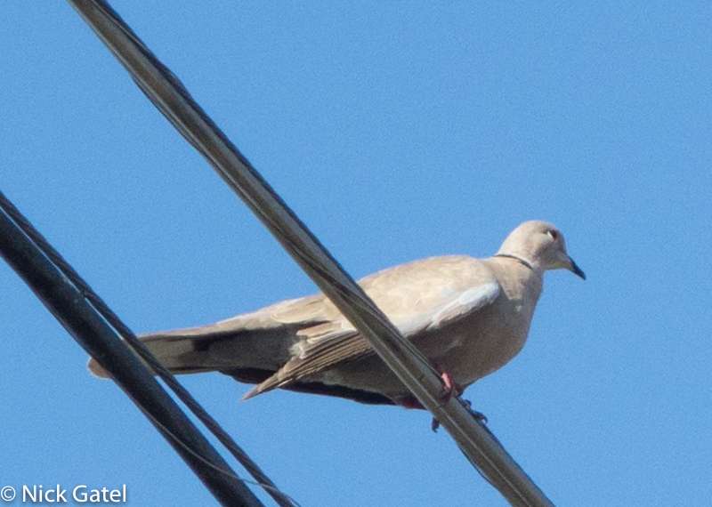 collared-dove-1