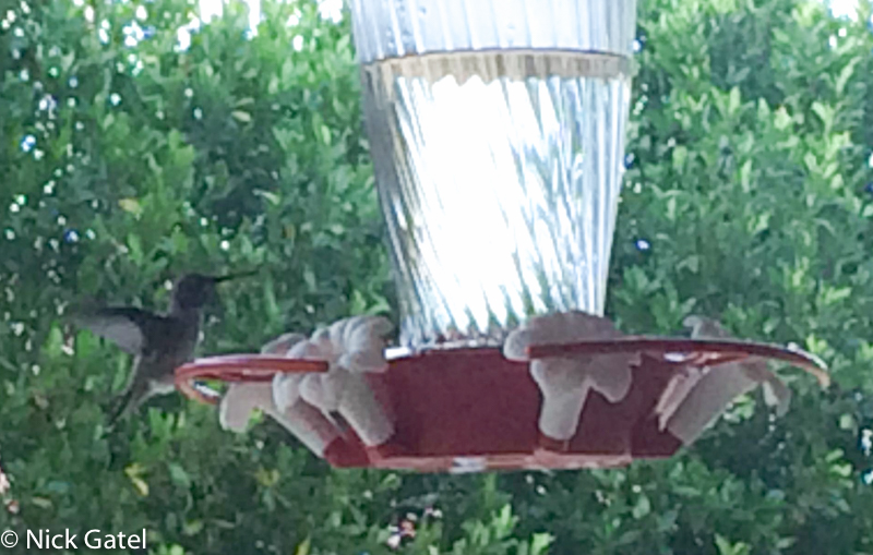 hummingbird-feeder